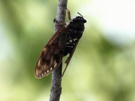 枝につかまるセミ 枝につかまるセミ 昆虫,セミ,川辺の写真素材