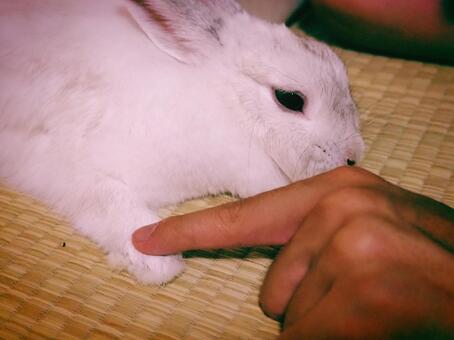 手を触らせてもらいました うさぎ,ネザーランドドワーフ,かわいいの写真素材