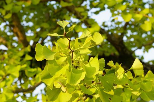 イチョウの葉 イチョウ,葉,黄葉の写真素材