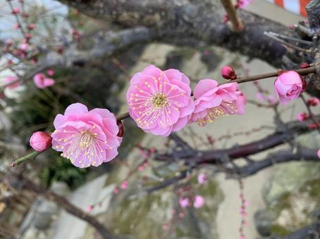 梅の花の写真