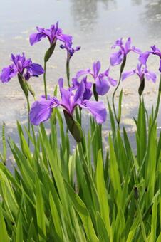 カキツバタ・杜若　咲く風景 カキツバタ,草花,修景の写真素材