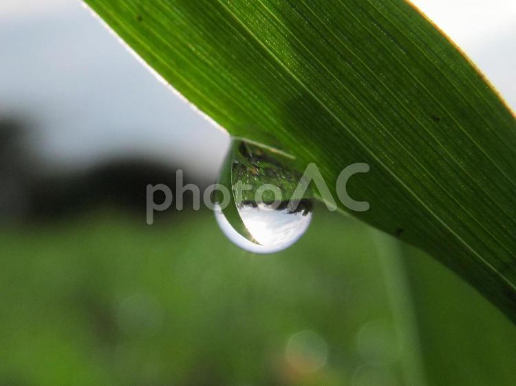水滴と緑の葉と朝日Water drops 水滴,すいてき,waterの写真素材