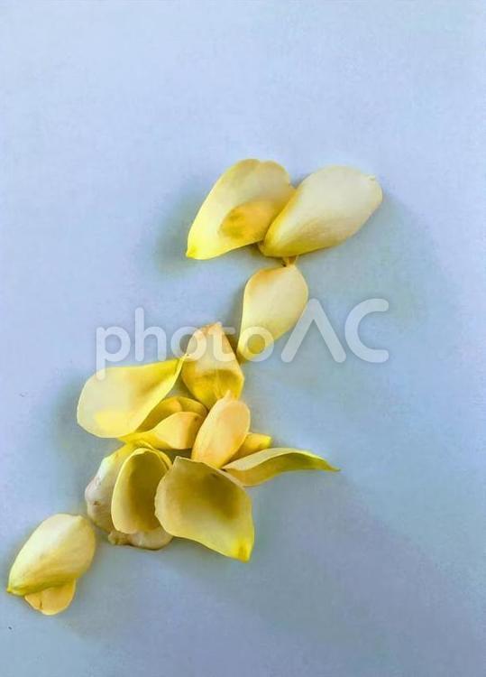 バラの花びら２ バラの花,花びら,黄色の写真素材