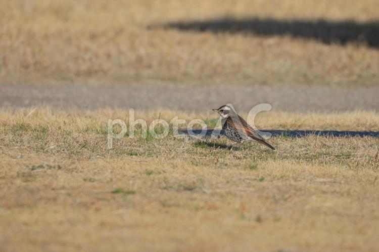 ツグミ ツグミ,鳥,野鳥の写真素材
