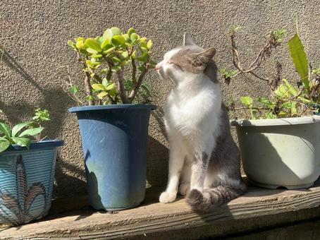 植木鉢と並ぶネコ 植木鉢と並ぶネコの写真