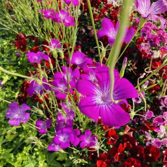 花 花の写真