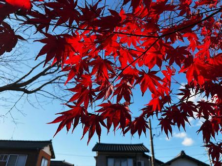 住宅街のモミジ イロハモミジ,青空,住宅街の写真素材