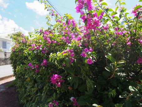 ある晴れた日のブーゲンビリア ブーゲンビリア,ブーゲンビレア,ブーゲンの写真素材