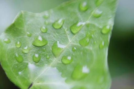 Photo, natural, court, leaf, 