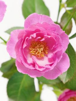 ピンク色のバラ ピンク色のバラ 花,バラ,植物の写真素材