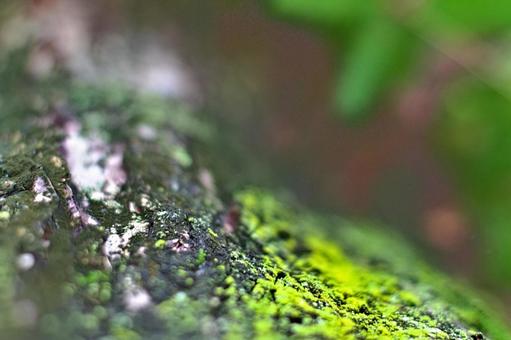 Tree and moss_1, JPG