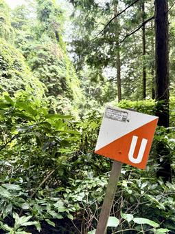 夏の高尾山　四号路　ハイキングコース マイナスイオン,深呼吸,四季の写真素材