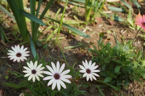 白い花 白い花の写真