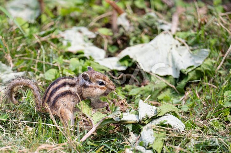 かわいいシマリス、小樽のシマリス公園 しまりす,リス,栗鼠の写真素材