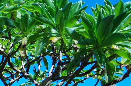 沖縄・背景の写真