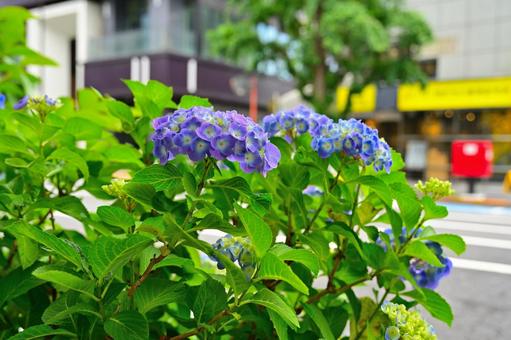 Hydrangeas blooming along the road, JPG