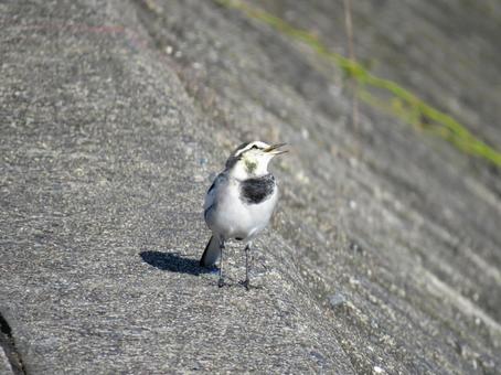立ち止まって囀っているハクセキレイ 立ち止まって囀っているハクセキレイ ハクセキレイ,野鳥,動物の写真素材