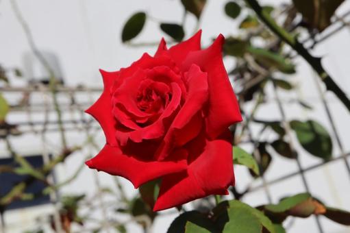 バラ園にて赤い薔薇を撮影しました バラ園にて赤い薔薇を撮影しましたの写真