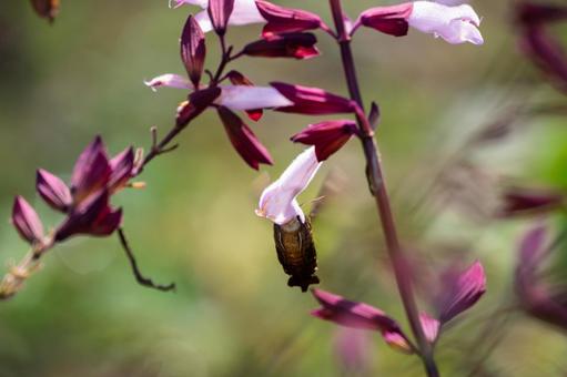 ホシホウジャク⑼ 蛾,虫,ホシホウジャクの写真素材