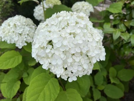 [Flower photo] Hydrangea flower, JPG