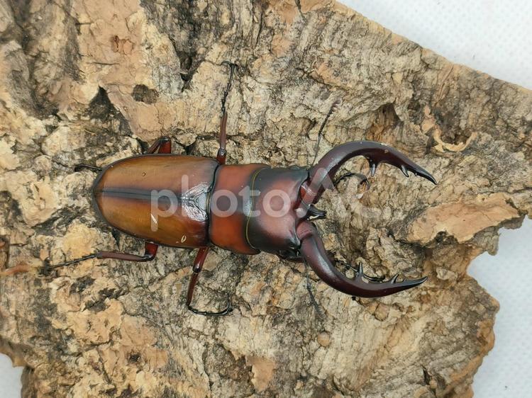 綺麗なトカラノコギリクワガタ(中ノ島) トカラノコギリクワガタ,ノコギリクワガタ,ノコギリの写真素材