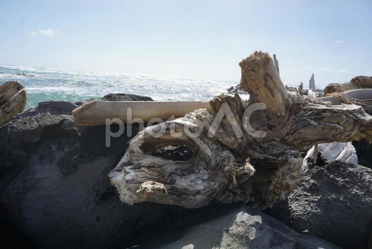 流木と海 流木,ハワイ,水域の写真素材