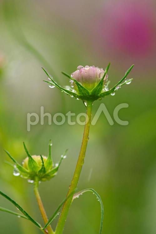 雨の日のコスモス畑 コスモス,こすもす,ツボミの写真素材