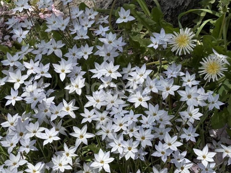 白の花 白い花,春,花の写真素材