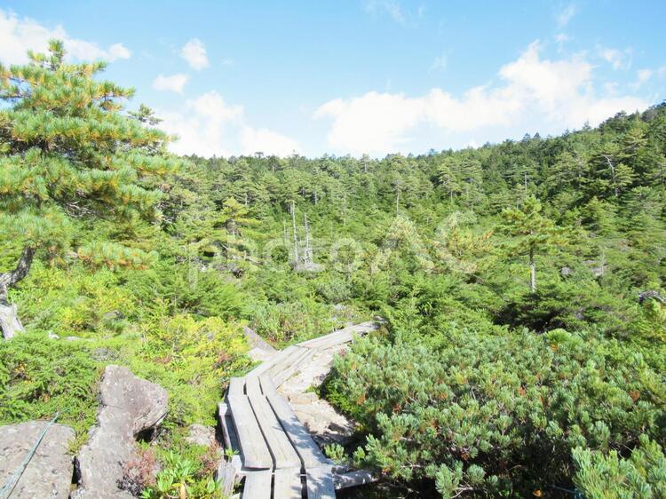 白駒の奥庭の新緑の森 白駒の奥庭,新緑,森の写真素材