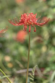 Red spider lily, JPG Red spider lily, JPG