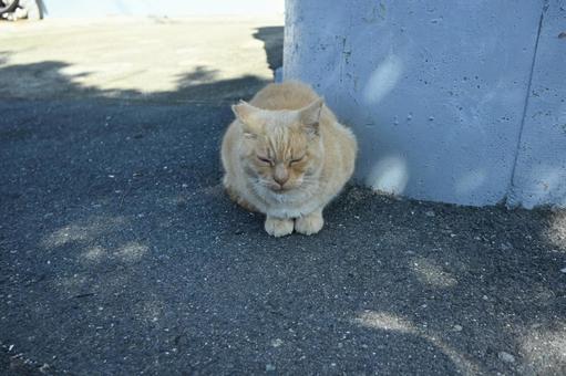 島猫 猫,可愛い猫,出会いの写真素材