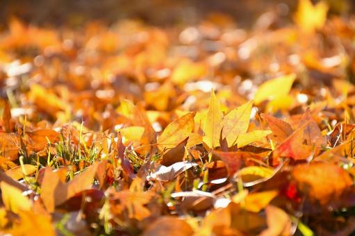 落ち葉　の写真
