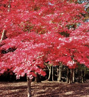 紅葉 紅葉の写真