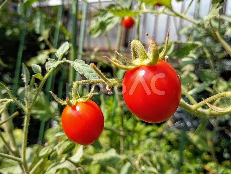 家庭菜園のミニトマト② ミニトマト,チェリートマト,プチトマトの写真素材