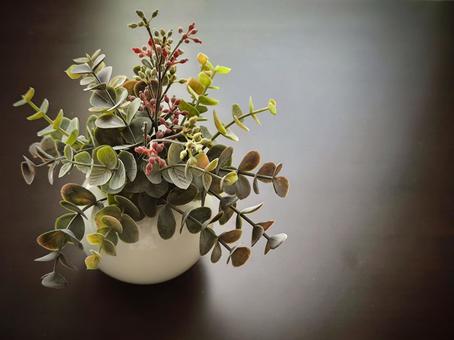 観葉植物 セピア風 観葉植物 セピア風の写真