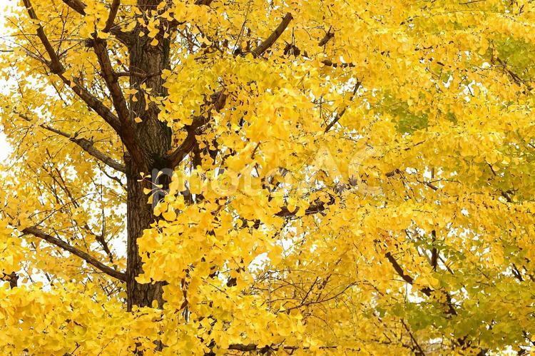 イチョウ　銀杏　黄色い葉　秋のイメージ イチョウ,銀杏,いちょうの写真素材