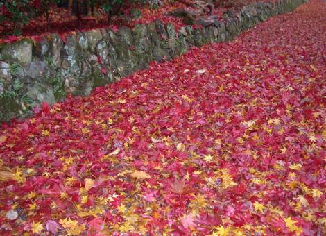 紅葉 もみじ,モミジ,秋の写真素材