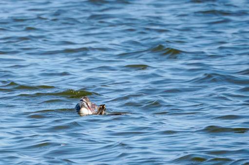 カンムリカイツブリの親子⑼ カンムリカイツブリの親子⑼ 鳥,カンムリカイツブリ,野鳥の写真素材