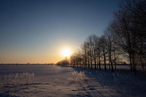 別海町の日の出、冬の並木が描く朝影 日の出,冬景色,雪原の写真素材
