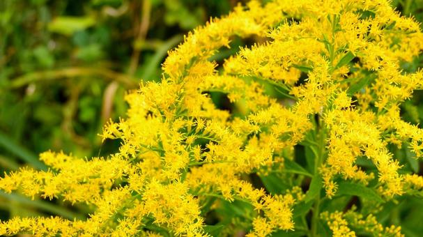 セイタカアワダチソウの花 セイタカアワダチソウの花 セイタカアワダチソウ,黄色,花の写真素材