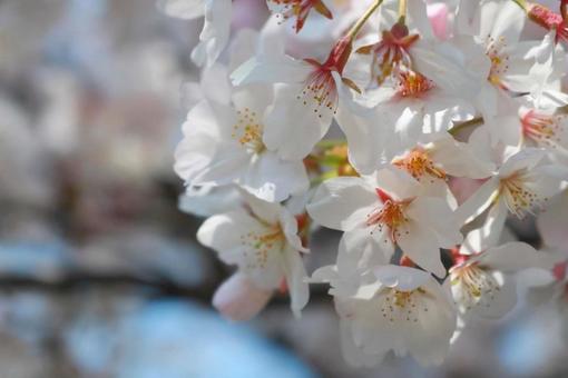 桜の写真