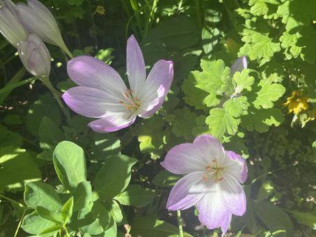 庭のクロッカス 庭のクロッカス 自然,flower,クロッカスの写真素材