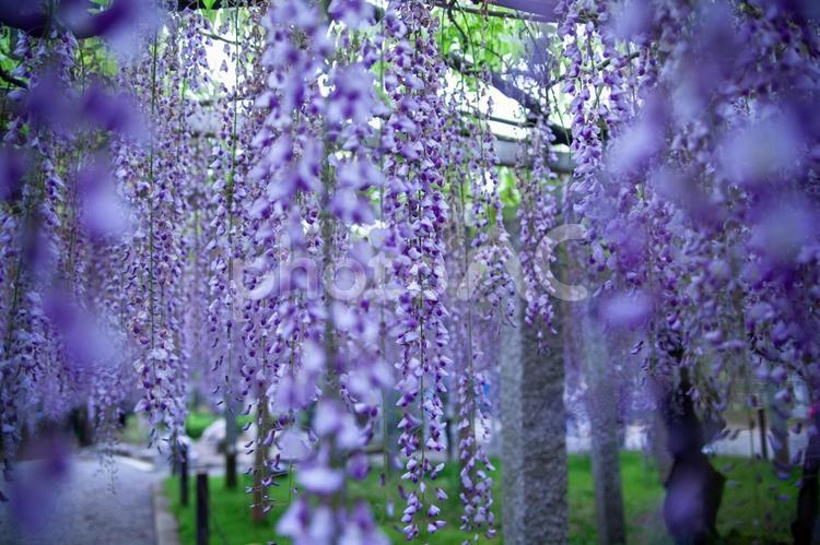 滋賀三大神社　藤の花 三大神社,滋賀,神社の写真素材