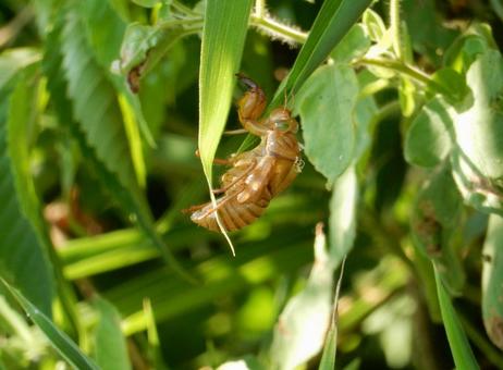 【昆虫写真】蝉の抜け殻 【昆虫写真】蝉の抜け殻の写真