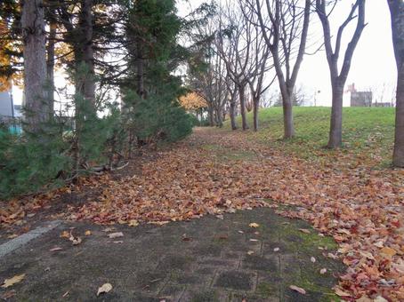 落ち葉の遊歩道 落ち葉,初冬,秋の写真素材