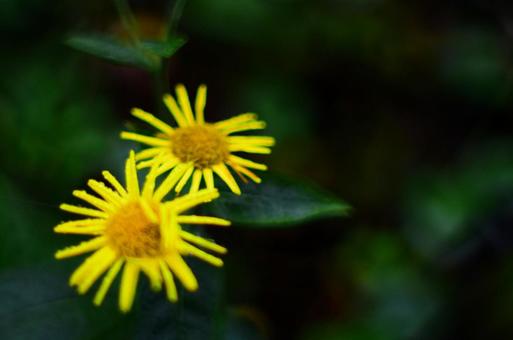 キク科の花 キク科の花の写真