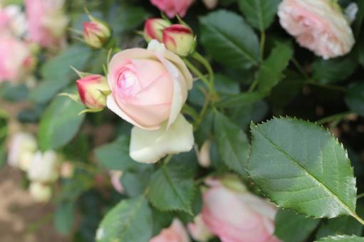 バラ園にてかわいい薔薇を撮りましたの写真