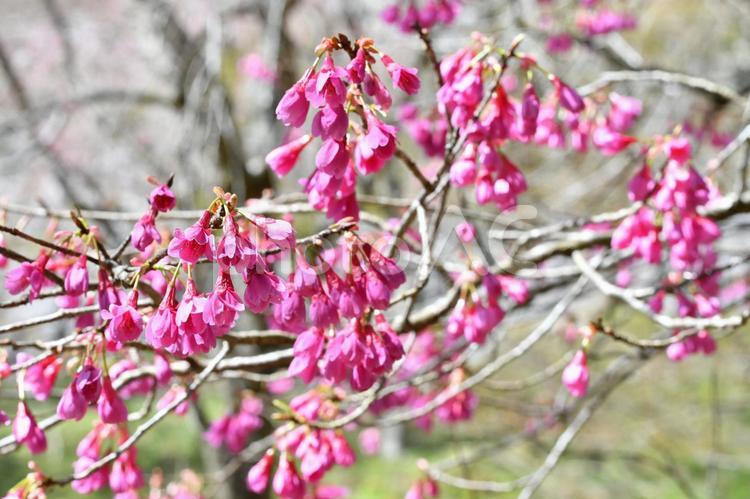 ピンクの桜の花びら 桜,ピンク,花の写真素材