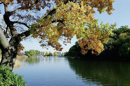 石神井公園の池 紅葉,秋,風景の写真素材