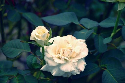 白薔薇 花,植物,風景の写真素材